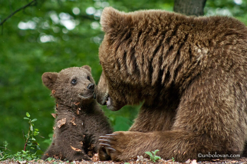 GALERIE FOTO. Imagini impresionante cu ursii din Parcul Natural Bucegi - Imaginea 20
