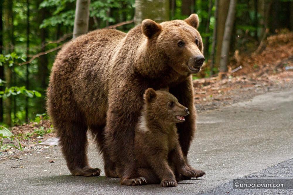 GALERIE FOTO. Imagini impresionante cu ursii din Parcul Natural Bucegi - Imaginea 21