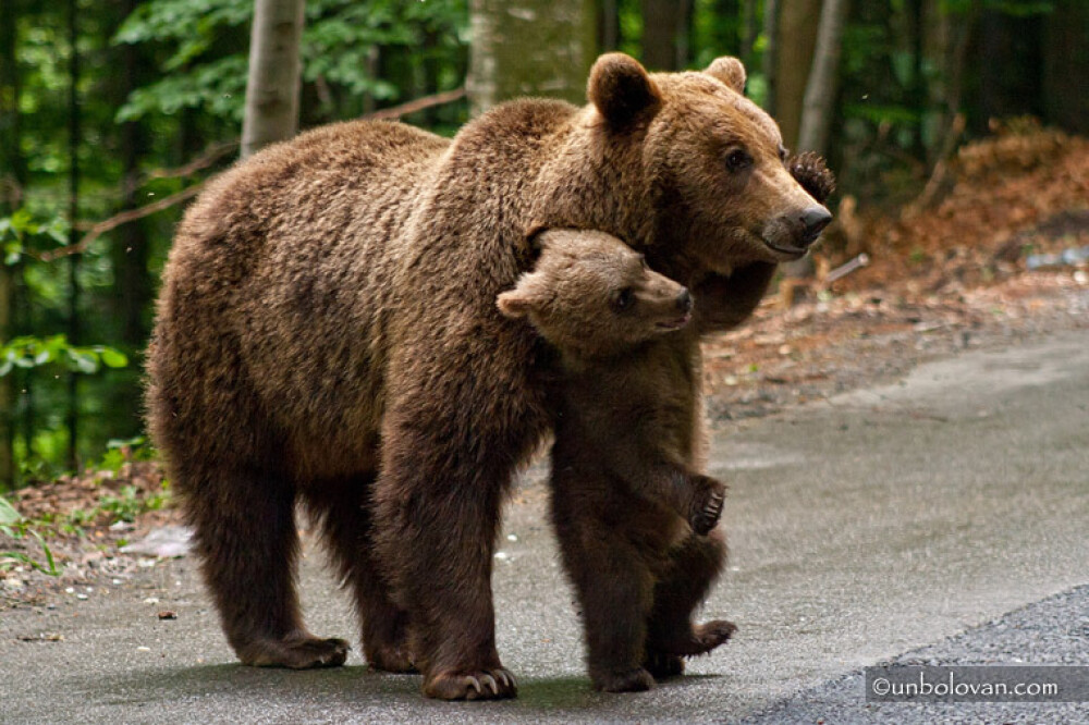 GALERIE FOTO. Imagini impresionante cu ursii din Parcul Natural Bucegi - Imaginea 22