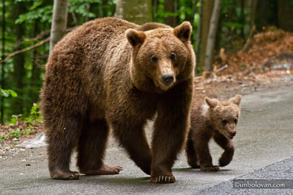 GALERIE FOTO. Imagini impresionante cu ursii din Parcul Natural Bucegi - Imaginea 23