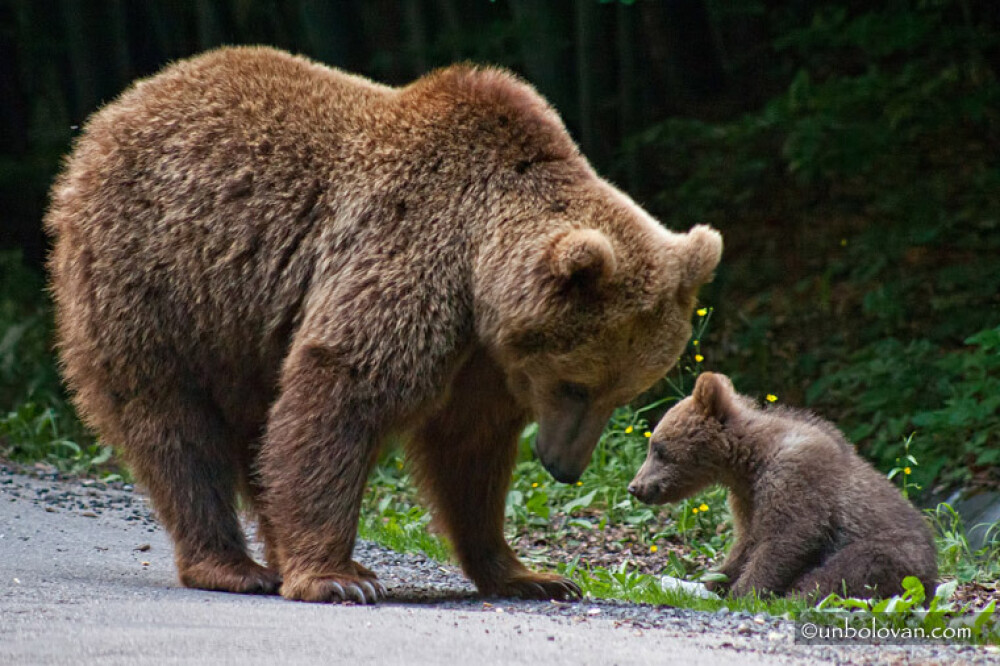GALERIE FOTO. Imagini impresionante cu ursii din Parcul Natural Bucegi - Imaginea 24