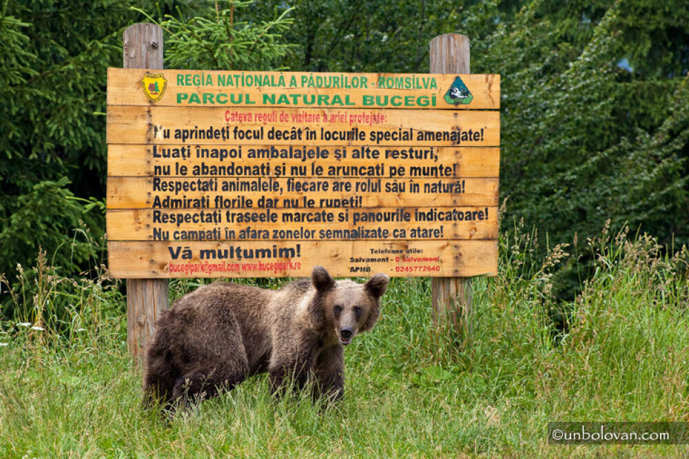 GALERIE FOTO. Imagini impresionante cu ursii din Parcul Natural Bucegi - Imaginea 25