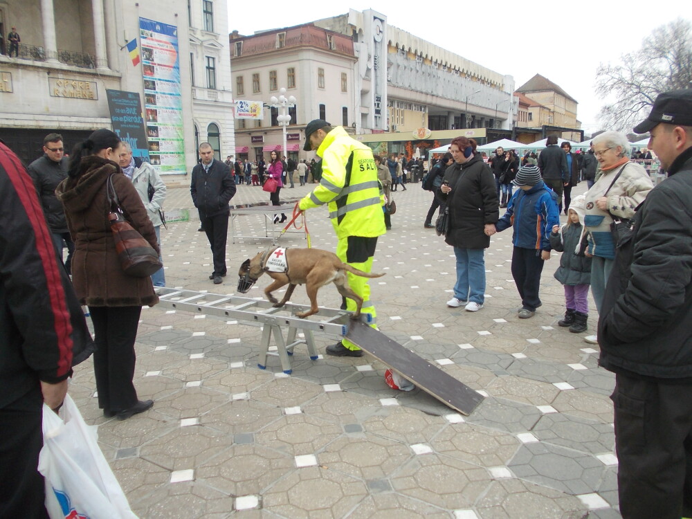 Demonstratii cu cainii de la Salvo, de Ziua Protectiei Civile, la Timisoara. GALERIE FOTO - Imaginea 9