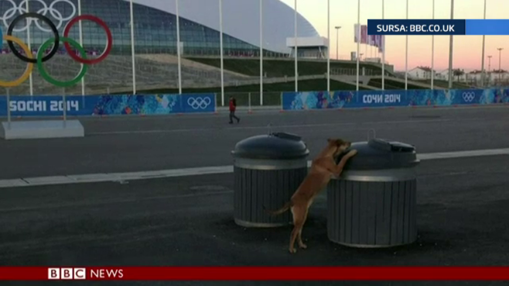 Maidanezii de la Soci au invadat Parcul Olimpic. Cine este miliardarul care lupta pentru salvarea patrupedelor - Imaginea 3