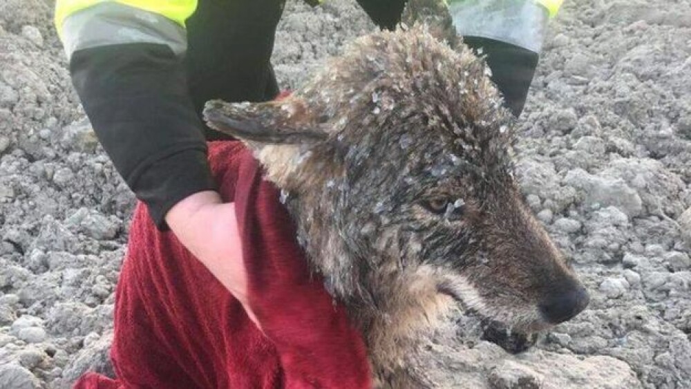 Au salvat un câine din râul îngheţat. Ce au descoperit apoi despre animal i-a înspăimântat - Imaginea 2