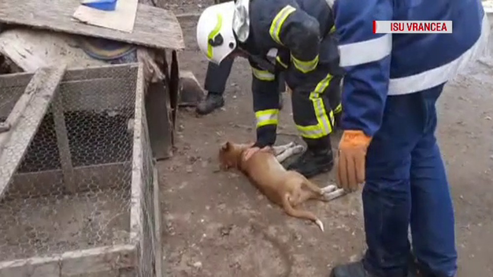 VIDEO. Momentul în care pompierii din Vrancea resuscitează 3 căței intoxicați în incendiu - Imaginea 2