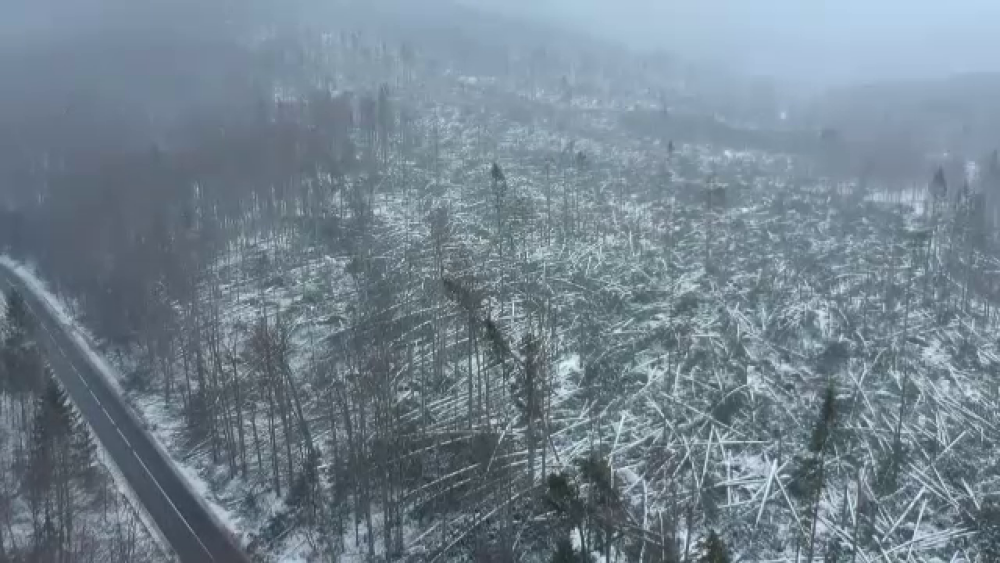 Ce spun specialiștii despre ciclonul care a distrus 80 de ha de pădure în Prahova - Imaginea 3