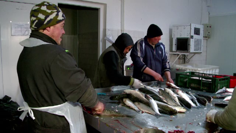 Cum încearcă Ministerul Agriculturii să îi convingă pe români să mănânce mai mult pește - Imaginea 4