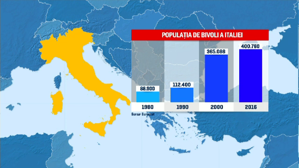 România rămâne fără bivolițe. Fermierii au explicat cum au ajuns să renunțe la ele - Imaginea 2