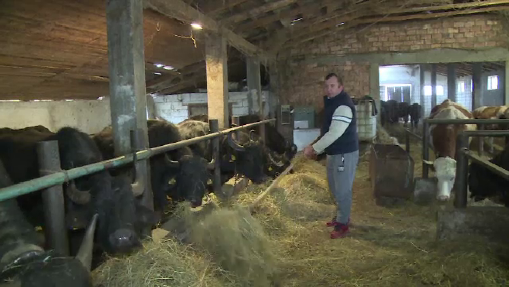 România rămâne fără bivolițe. Fermierii au explicat cum au ajuns să renunțe la ele - Imaginea 3