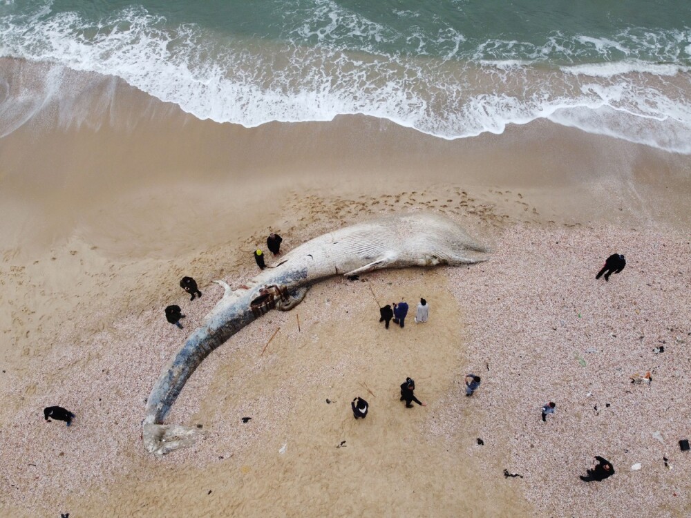 Creatura uriașă descoperită pe o plajă din Israel. GALERIE FOTO - Imaginea 1