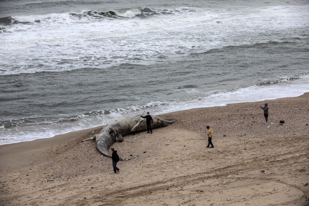 Creatura uriașă descoperită pe o plajă din Israel. GALERIE FOTO - Imaginea 2