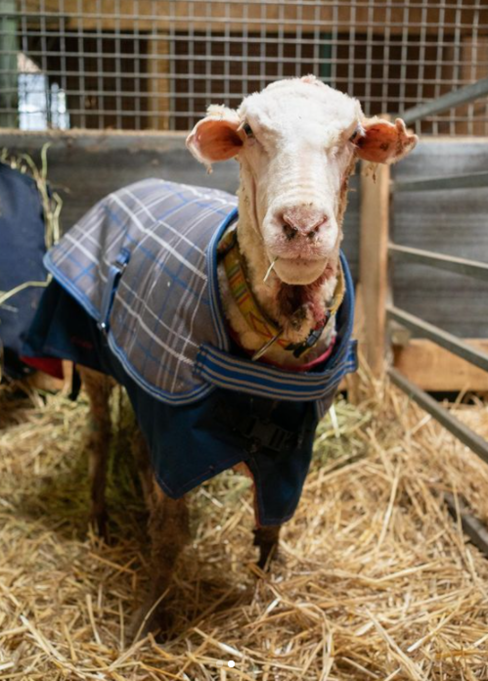 Transformarea virală a unei oi rătăcite care a fost tunsă după mai mulți ani - Imaginea 2
