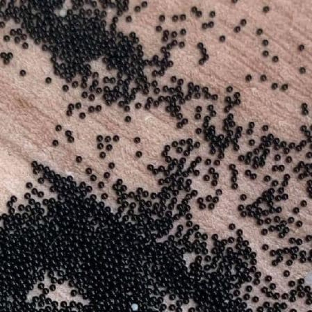 Sute de biluțe negre misterioase au apărut în casa unei femei din Australia. Un expert i-a dat răspunsul - Imaginea 1