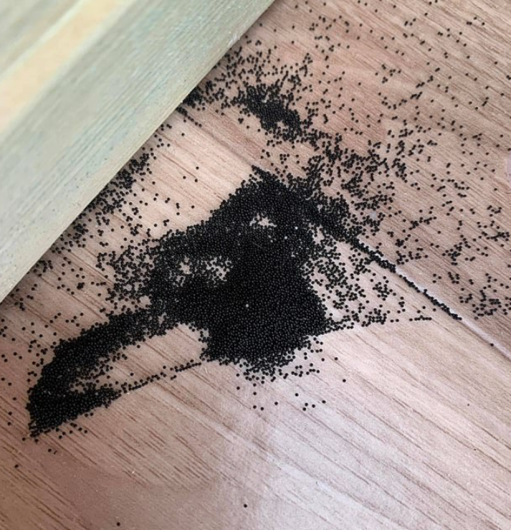 Sute de biluțe negre misterioase au apărut în casa unei femei din Australia. Un expert i-a dat răspunsul - Imaginea 5