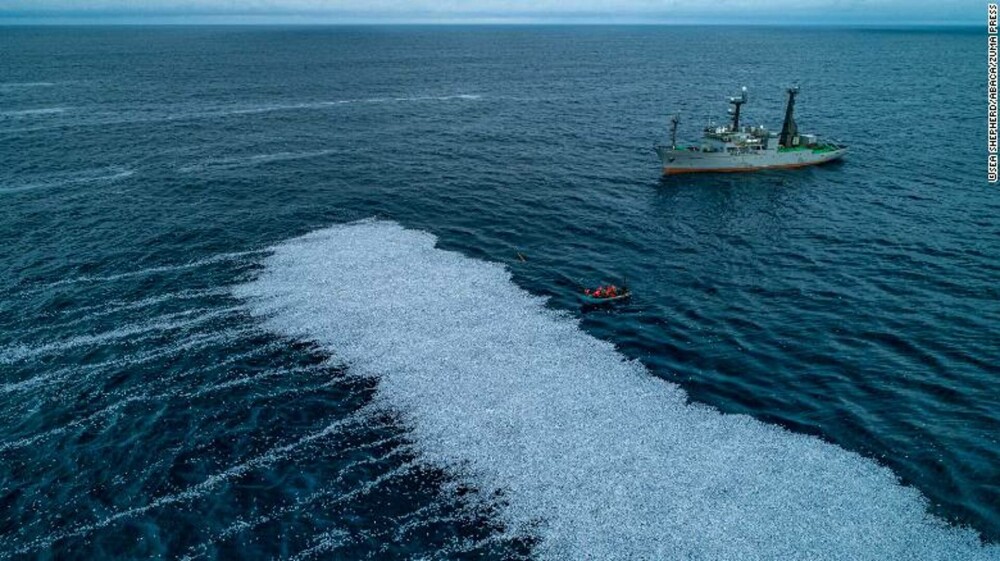 Imagini dramatice în Oceanul Atlantic. Un covor plutitor de pești morți acoperă mii de metri pătrați - Imaginea 3