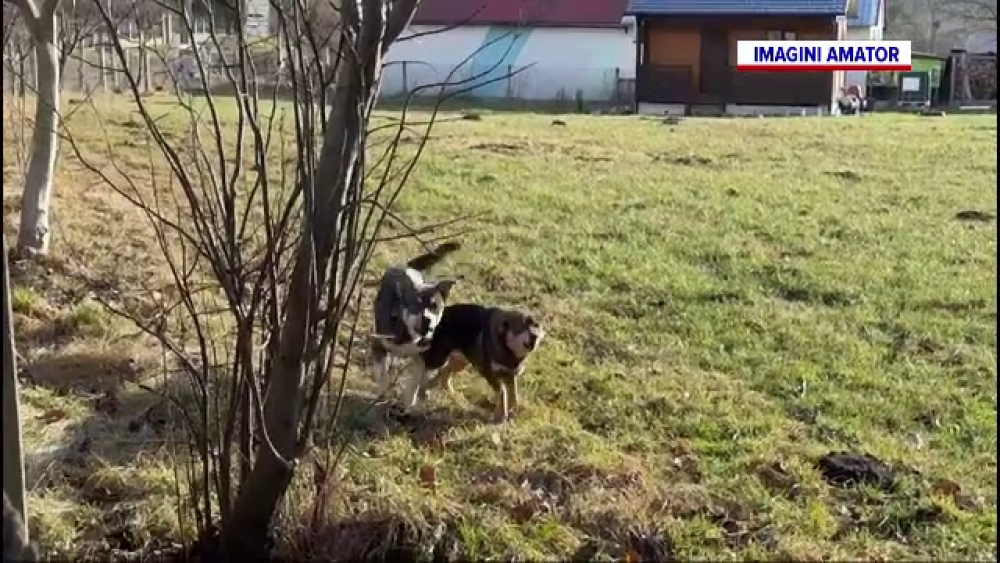 O haită de câini fără stăpân terorizează o localitate din Suceava. Imaginile de groază rămase în urma lor. GALERIE FOTO - Imaginea 1