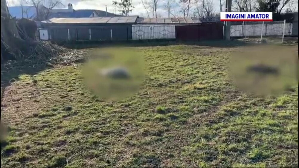 O haită de câini fără stăpân terorizează o localitate din Suceava. Imaginile de groază rămase în urma lor. GALERIE FOTO - Imaginea 2