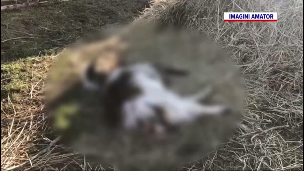 O haită de câini fără stăpân terorizează o localitate din Suceava. Imaginile de groază rămase în urma lor. GALERIE FOTO - Imaginea 3