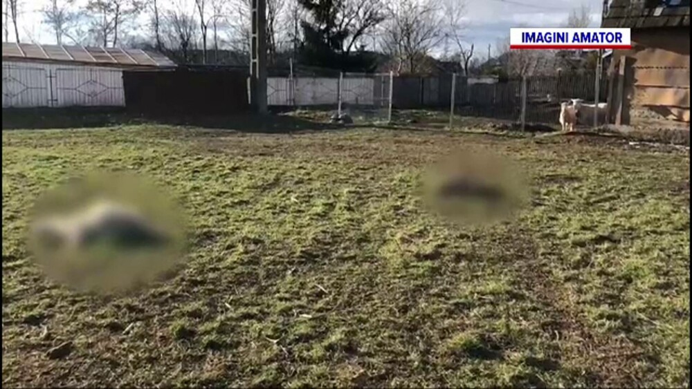 O haită de câini fără stăpân terorizează o localitate din Suceava. Imaginile de groază rămase în urma lor. GALERIE FOTO - Imaginea 4