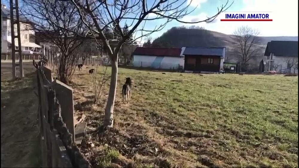 O haită de câini fără stăpân terorizează o localitate din Suceava. Imaginile de groază rămase în urma lor. GALERIE FOTO - Imaginea 5