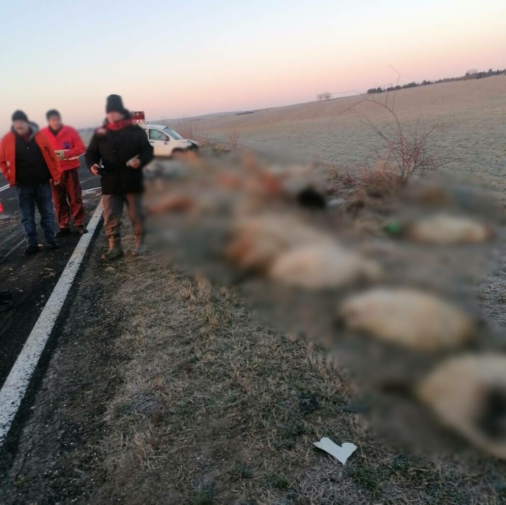 Un șofer a spulberat o turmă de oi, pe o șosea din Timiș. 18 animale au murit. Ciobanul a fost amendat - Imaginea 3