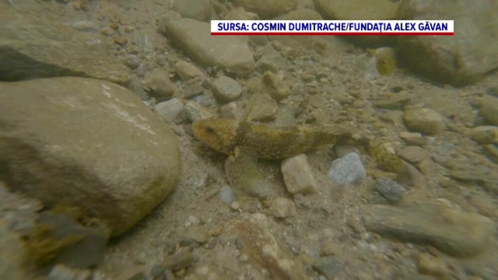 Ultimele exemplare din cel mai rar și vechi pește al Europei, care mai trăiesc doar în Făgăraș, în pericol. Ce s-a întâmplat - Imaginea 1