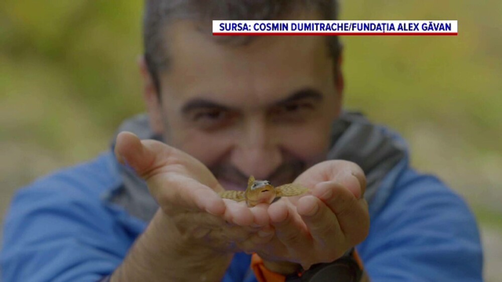 Ultimele exemplare din cel mai rar și vechi pește al Europei, care mai trăiesc doar în Făgăraș, în pericol. Ce s-a întâmplat - Imaginea 3