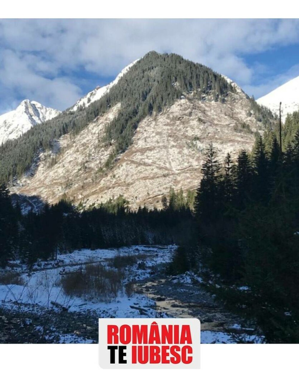 Ne-au măcelărit pădurile și nimeni nu răspunde! Hoție ca în codru, o anchetă semnată de Alex Dima, la România, te iubesc! - Imaginea 4