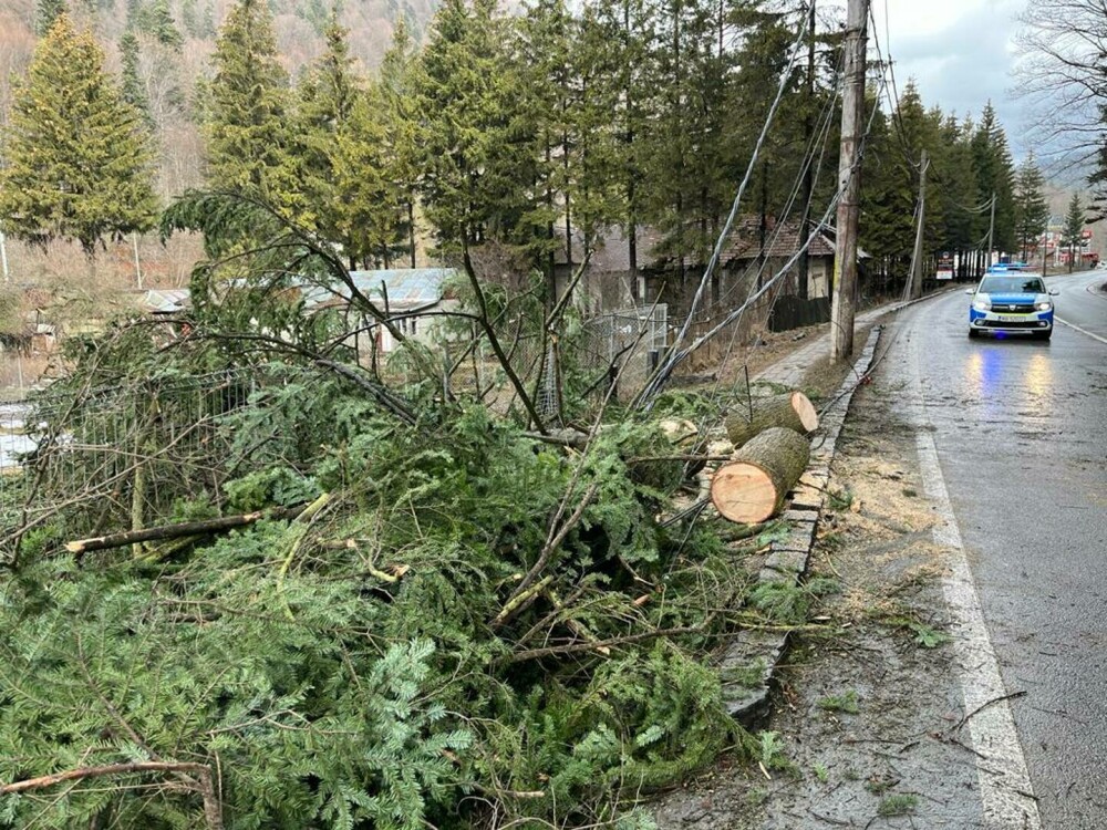 Un brad a căzut peste o mașină pe DN 1, la Azuga. Cum arată mașina după incident. GALERIE FOTO - Imaginea 3