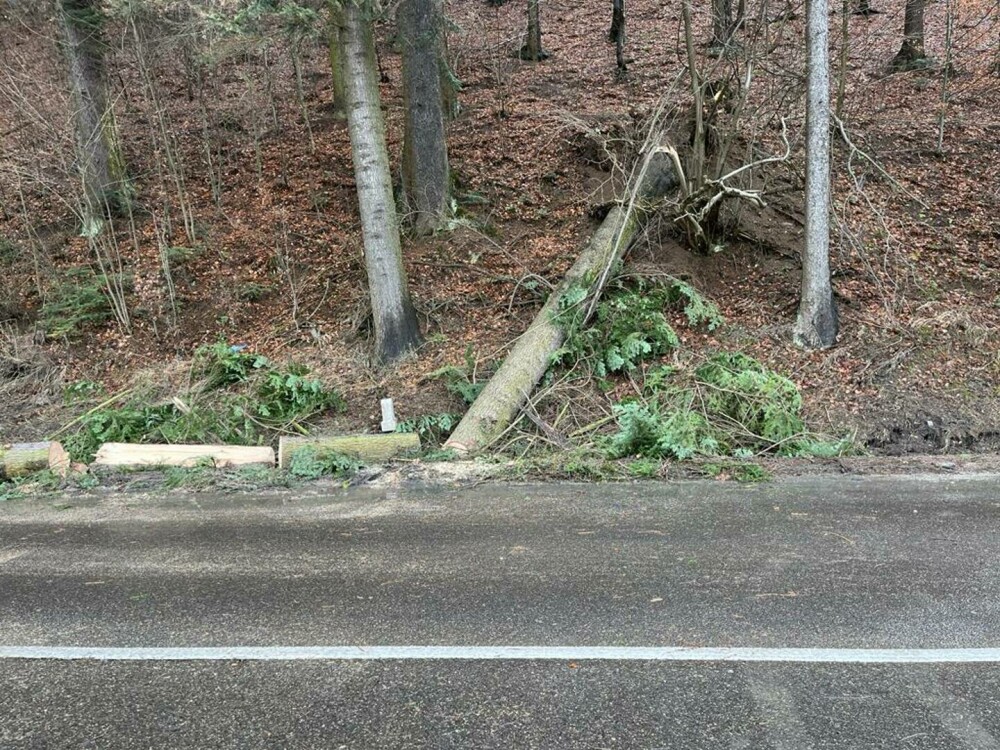 Un brad a căzut peste o mașină pe DN 1, la Azuga. Cum arată mașina după incident. GALERIE FOTO - Imaginea 4