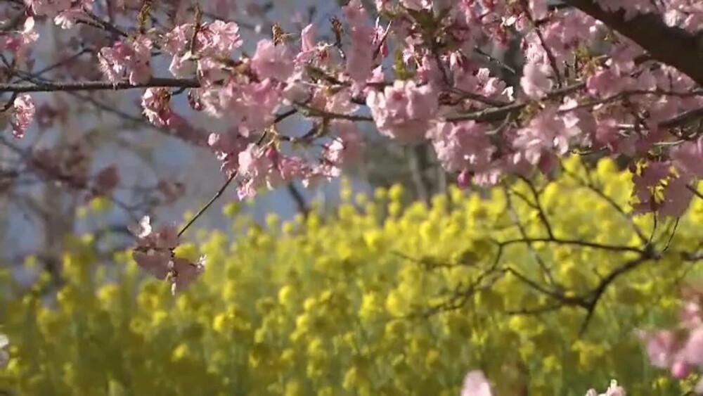 Cireșii din Japonia au înflorit cu aproape două luni mai devreme decât ar fi normal. Fenomenul alarmează experții - Imaginea 1