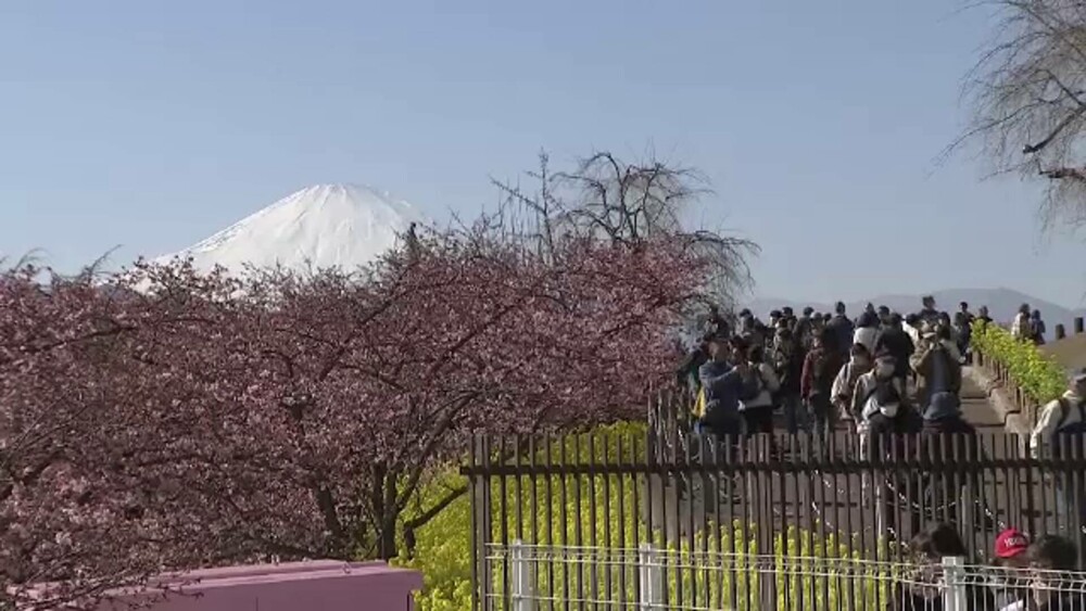 Cireșii din Japonia au înflorit cu aproape două luni mai devreme decât ar fi normal. Fenomenul alarmează experții - Imaginea 2