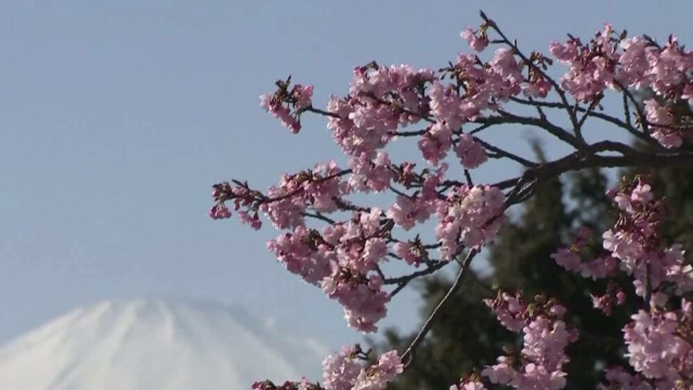 Cireșii din Japonia au înflorit cu aproape două luni mai devreme decât ar fi normal. Fenomenul alarmează experții - Imaginea 3