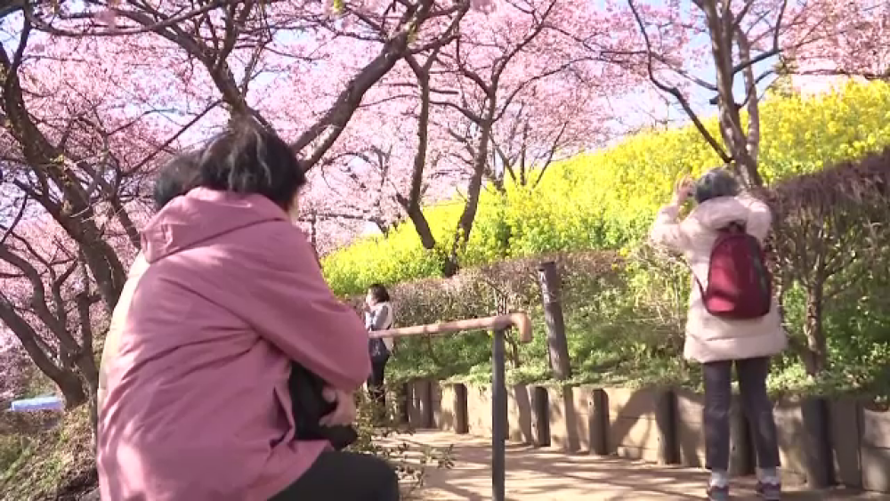 Cireșii din Japonia au înflorit cu aproape două luni mai devreme decât ar fi normal. Fenomenul alarmează experții - Imaginea 4