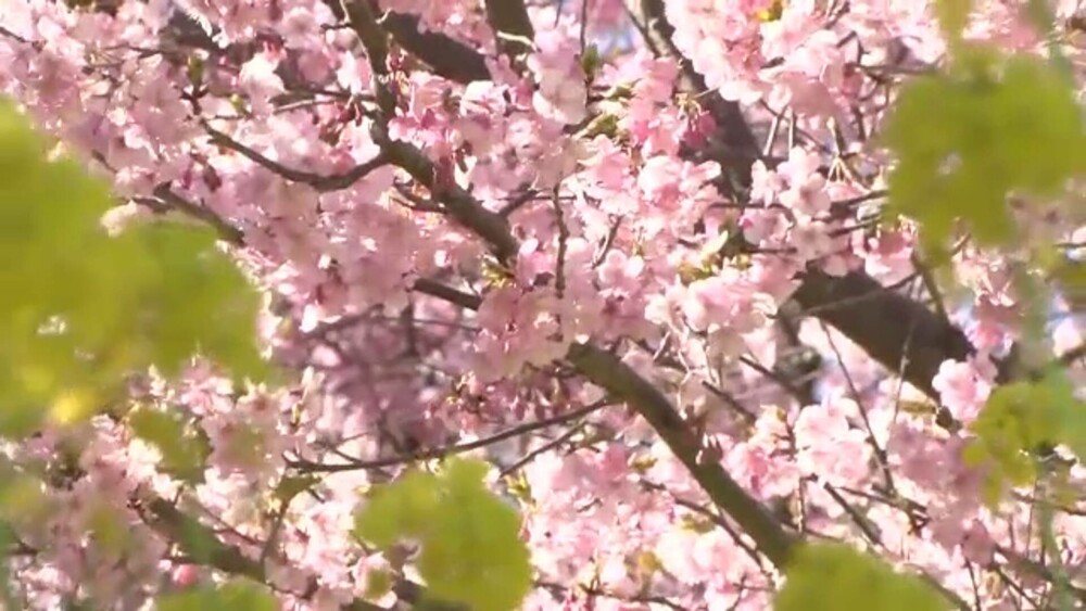 Cireșii din Japonia au înflorit cu aproape două luni mai devreme decât ar fi normal. Fenomenul alarmează experții - Imaginea 5