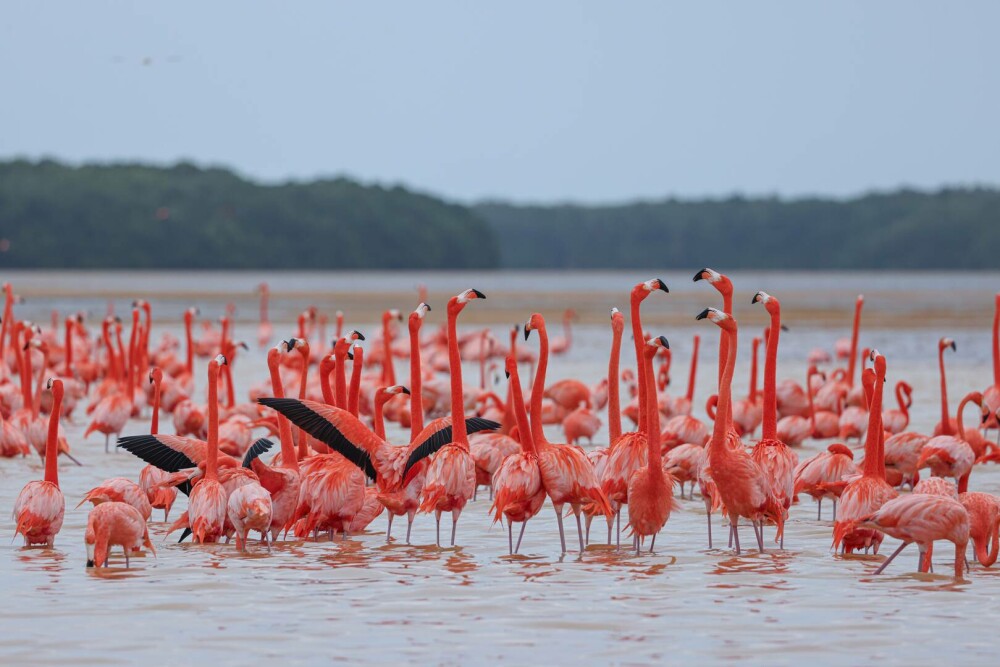 Contrabandă cu flamingo roz în Tunisia. Păsările erau învelite în pânză și bandă adezivă, în lăzi cu fân | FOTO - Imaginea 1