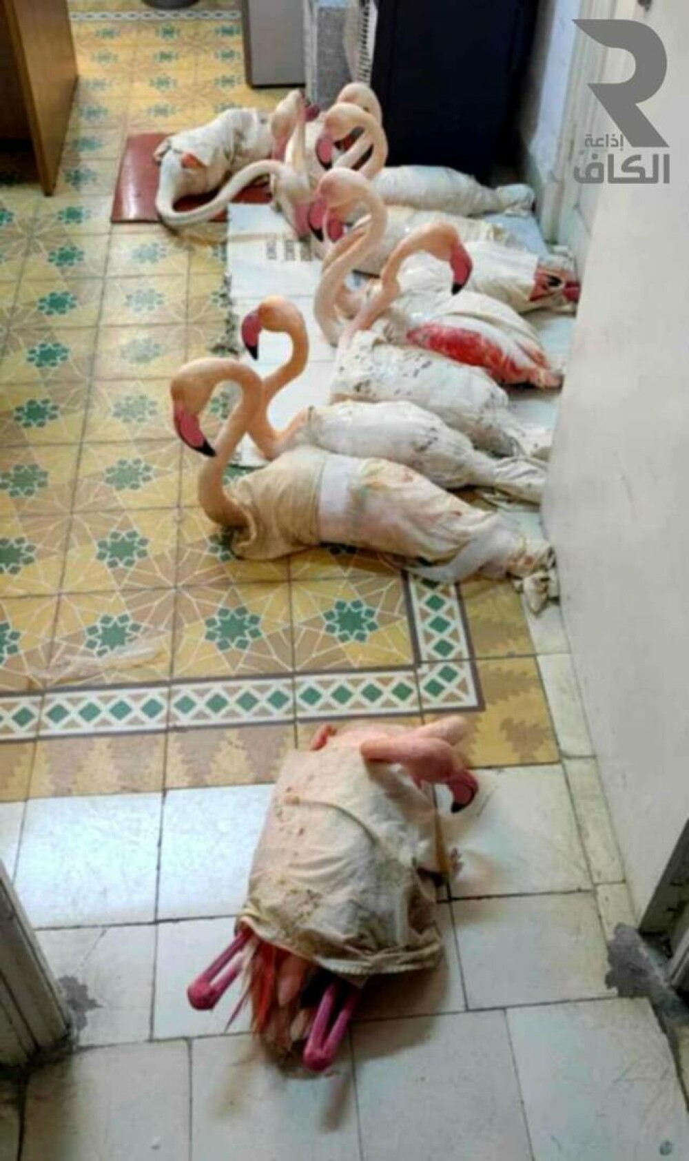 Contrabandă cu flamingo roz în Tunisia. Păsările erau învelite în pânză și bandă adezivă, în lăzi cu fân | FOTO - Imaginea 2