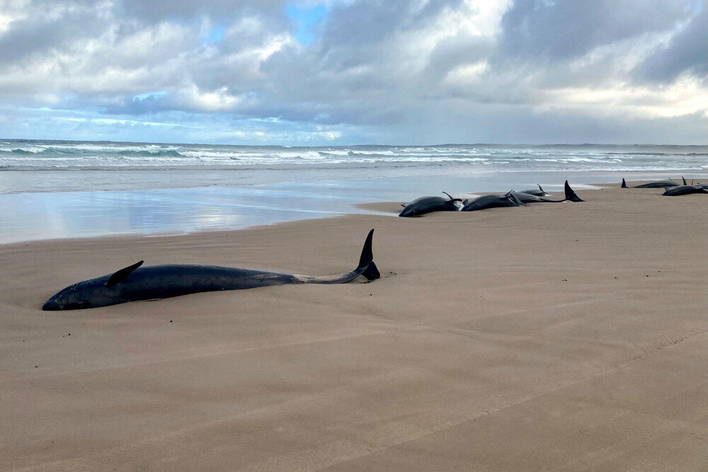 Peste 157 de delfini au eşuat pe o plajă din Australia. Operaţiune dificilă pentru salvarea lor. FOTO - Imaginea 6