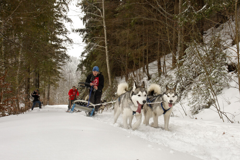Alaska a ajuns in Romania. Un sport de iarna celebru in tarile nordice prinde teren in tara noastra - Imaginea 6