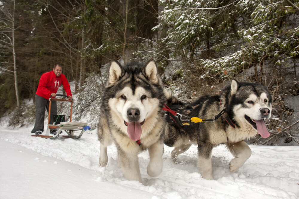 Alaska a ajuns in Romania. Un sport de iarna celebru in tarile nordice prinde teren in tara noastra - Imaginea 2