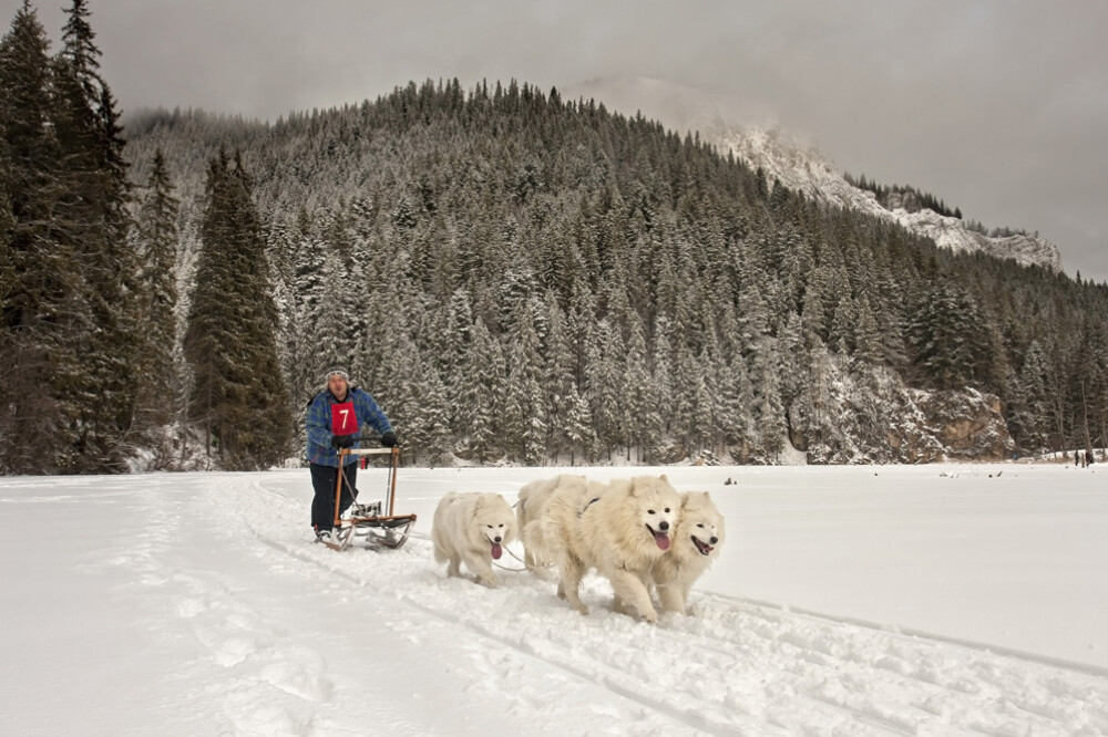 Alaska a ajuns in Romania. Un sport de iarna celebru in tarile nordice prinde teren in tara noastra - Imaginea 3