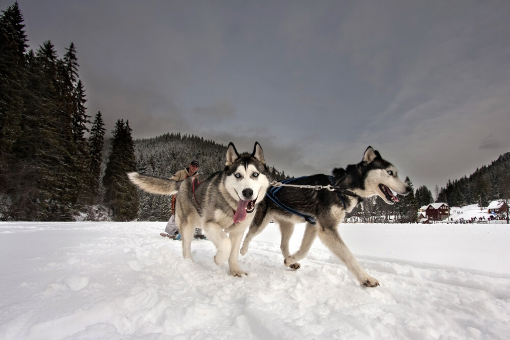 Alaska a ajuns in Romania. Un sport de iarna celebru in tarile nordice prinde teren in tara noastra - Imaginea 4
