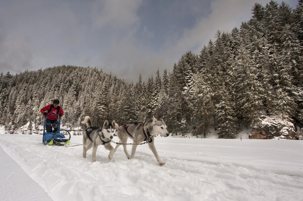Alaska a ajuns in Romania. Un sport de iarna celebru in tarile nordice prinde teren in tara noastra - Imaginea 5