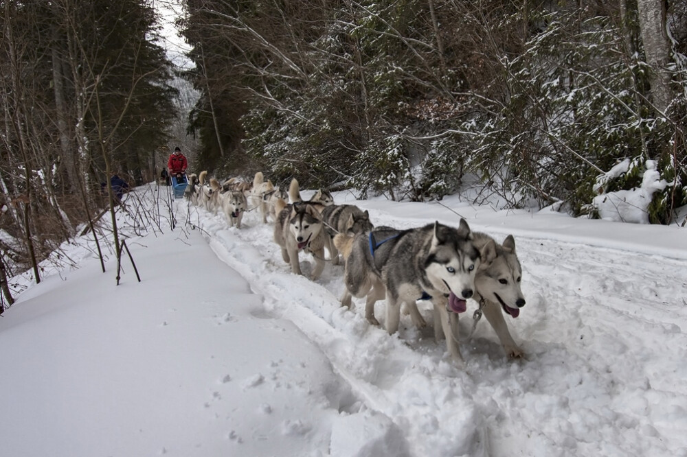 Alaska a ajuns in Romania. Un sport de iarna celebru in tarile nordice prinde teren in tara noastra - Imaginea 1