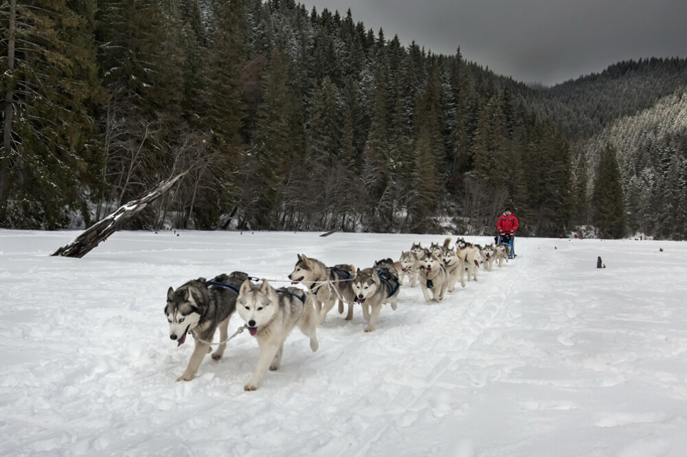 Alaska a ajuns in Romania. Un sport de iarna celebru in tarile nordice prinde teren in tara noastra - Imaginea 7