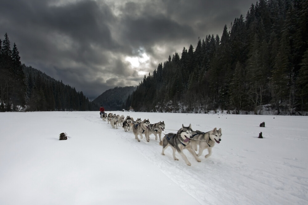 Alaska a ajuns in Romania. Un sport de iarna celebru in tarile nordice prinde teren in tara noastra - Imaginea 8