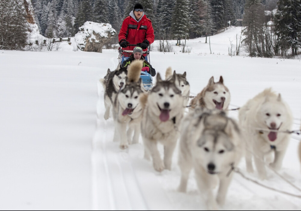 Alaska a ajuns in Romania. Un sport de iarna celebru in tarile nordice prinde teren in tara noastra - Imaginea 11