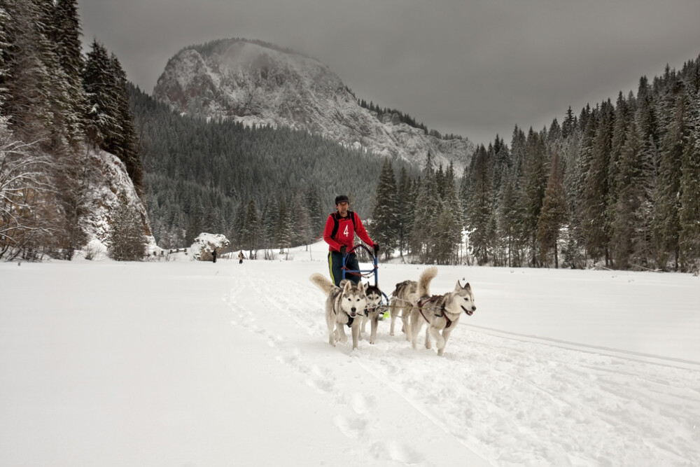 Alaska a ajuns in Romania. Un sport de iarna celebru in tarile nordice prinde teren in tara noastra - Imaginea 13