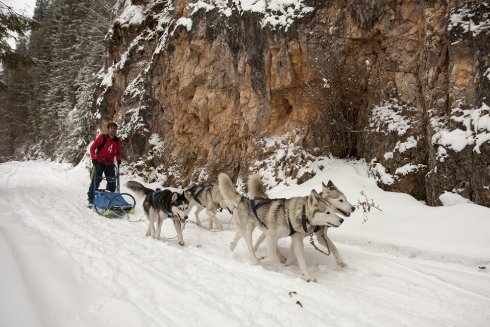 Alaska a ajuns in Romania. Un sport de iarna celebru in tarile nordice prinde teren in tara noastra - Imaginea 14